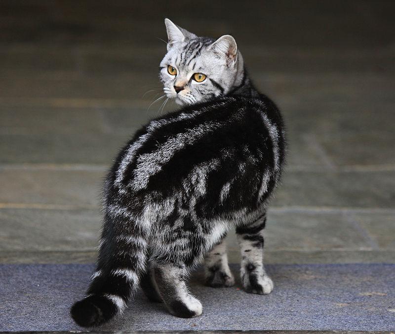 美国银虎斑猫的介绍_主要品种尺寸比例体型特征