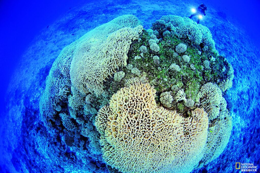 关于海底世界的资料_绝美的海底植物