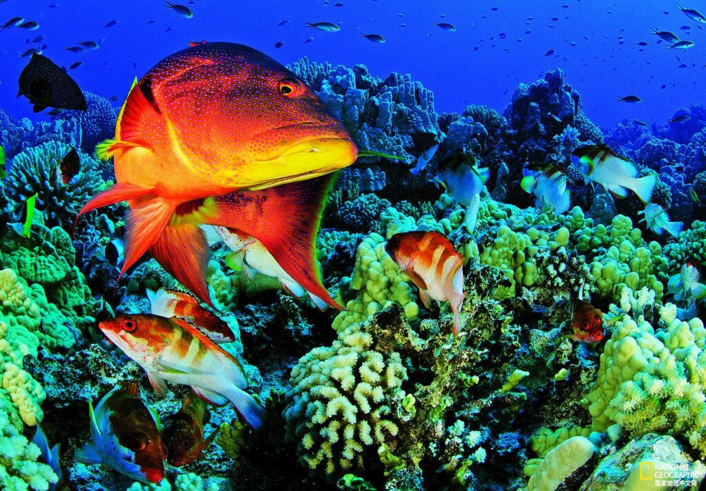 关于海底世界的资料_绝美的海底植物