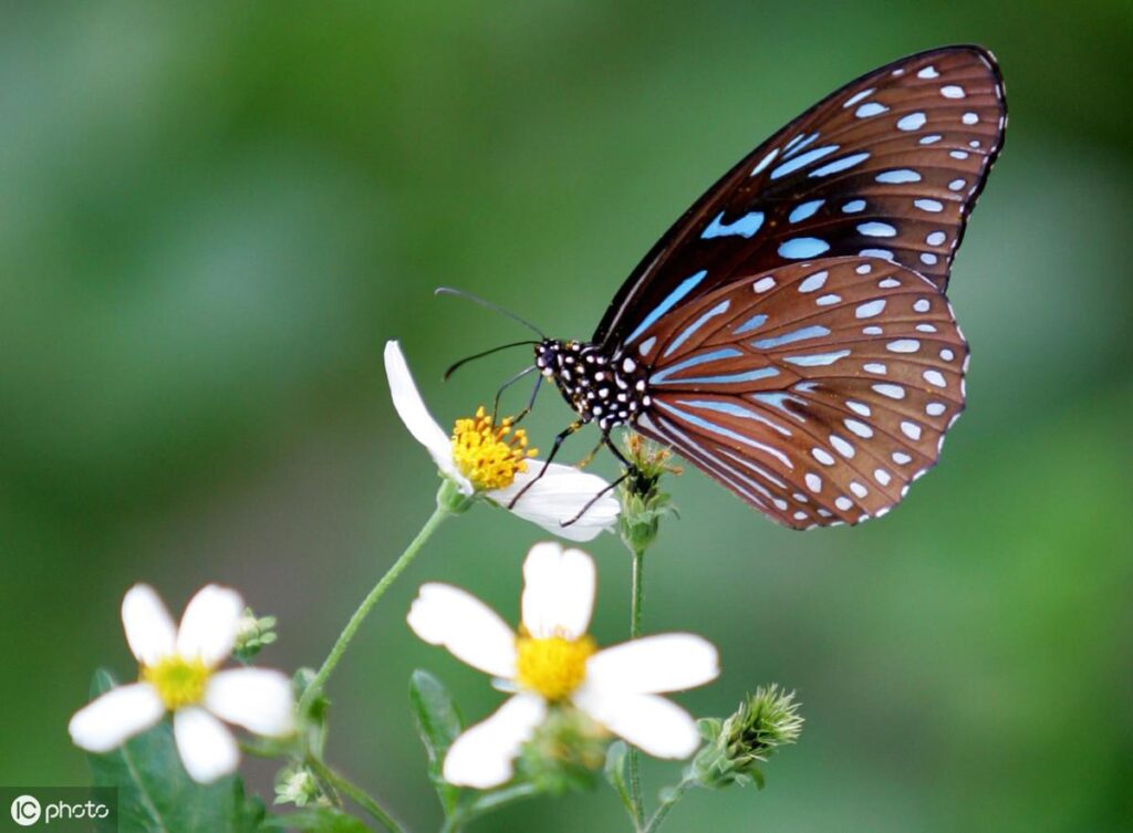 蝴蝶发现花蜜靠的是什么_用什么感应花蜜