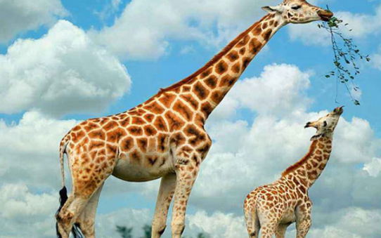 世界上最高的哺乳动物是什么_长的高哺乳动物排名