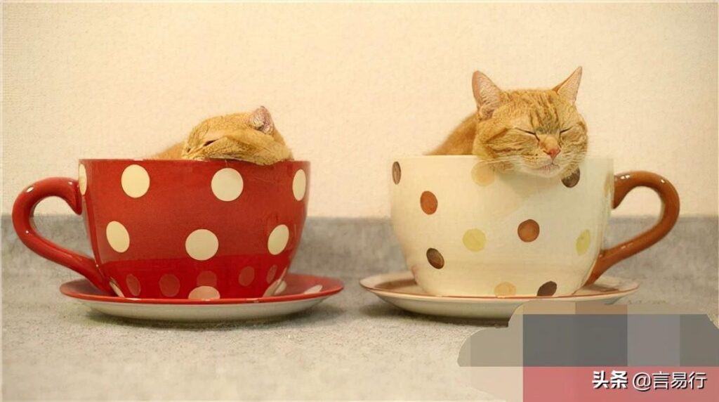 茶杯猫多少钱一只_茶杯猫可以活多久