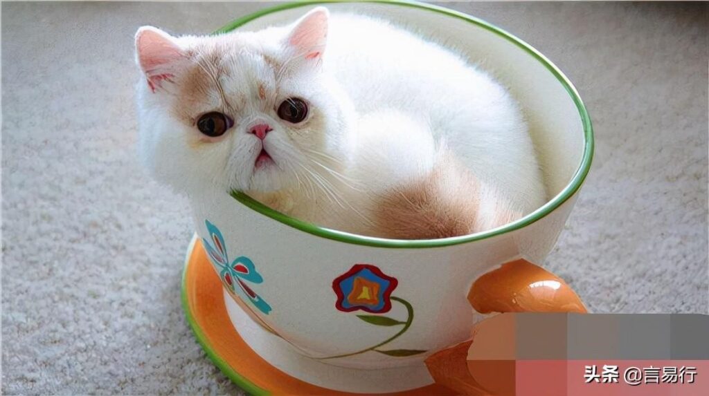 茶杯猫多少钱一只_茶杯猫可以活多久