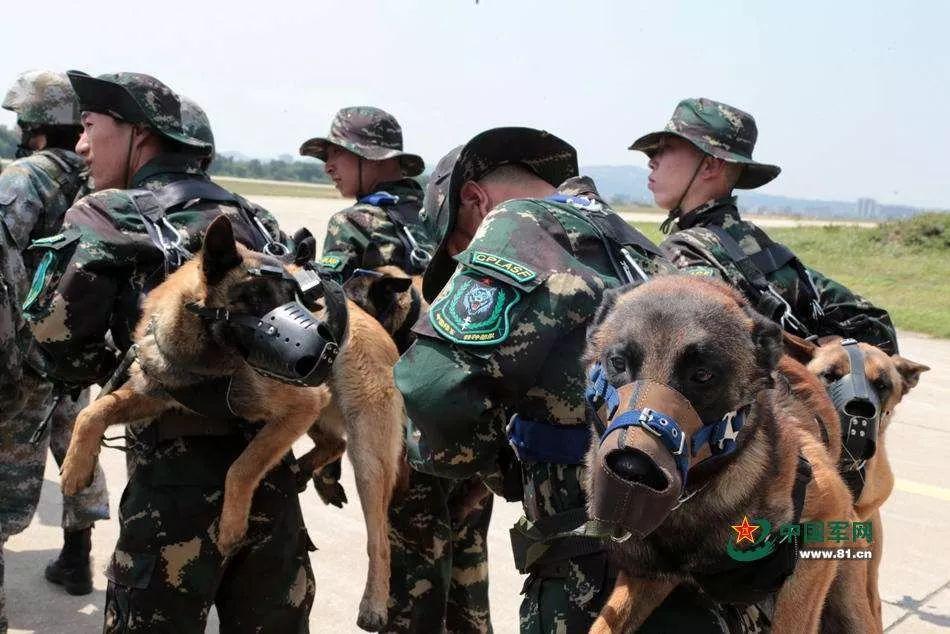 k9是什么意思_军犬会练习的高难度的作战技巧