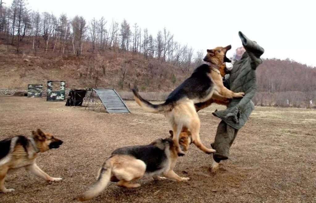 k9是什么意思_军犬会练习的高难度的作战技巧