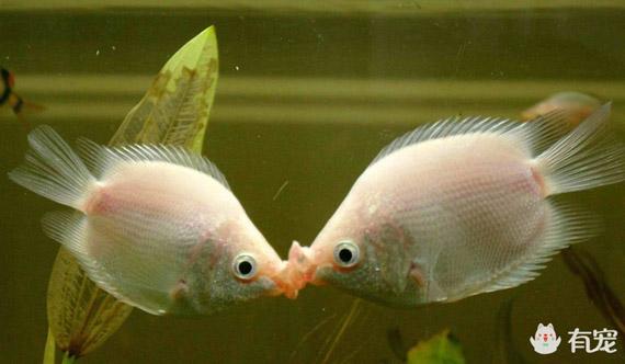 接吻鱼吃什么_接吻鱼习性繁殖