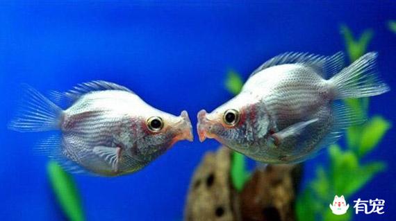 接吻鱼吃什么_接吻鱼习性繁殖