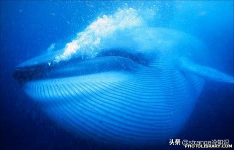 关于鲸鱼的资料_鲸鱼的作用