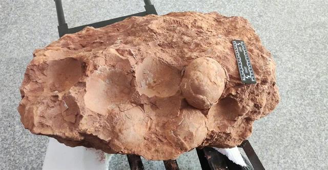 化石怎么形成的_恐龙化石蛋真的假的