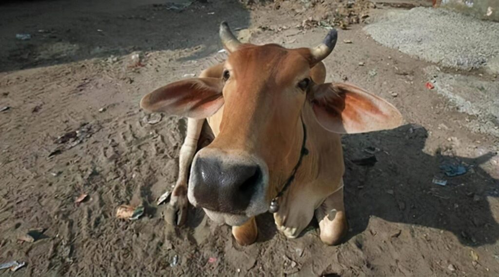 印度牛粉是什么部位_牛粪芯片可以防辐射吗