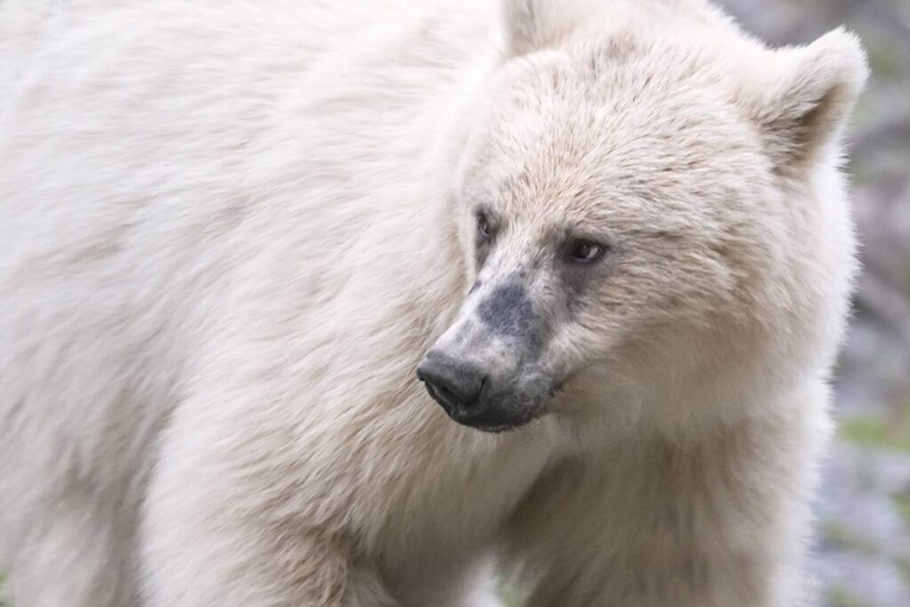 为什么北极熊濒临灭绝_北极熊濒临灭绝原因