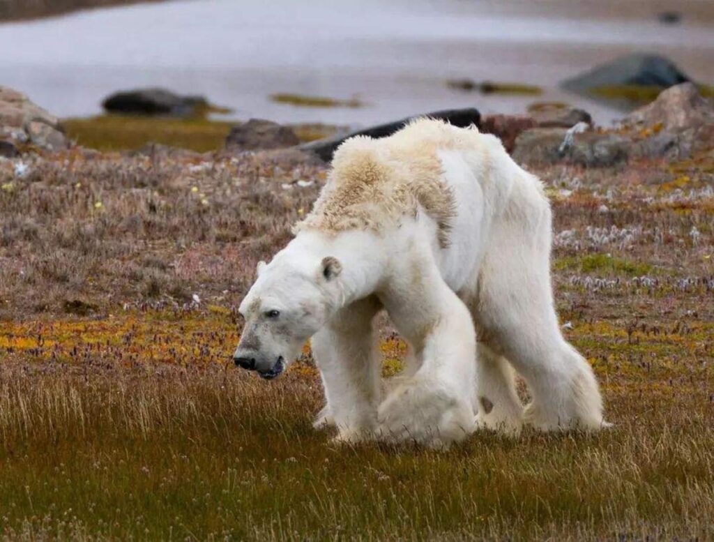 Polar bear attacks on people set to rise as climate changes | New Scientist