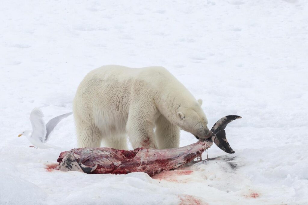为什么北极熊濒临灭绝_北极熊濒临灭绝原因