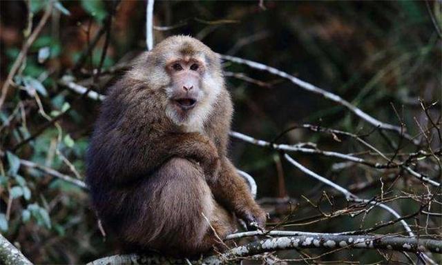 峨眉山的猴子是什么品种_为什么峨眉山的猴子那么凶