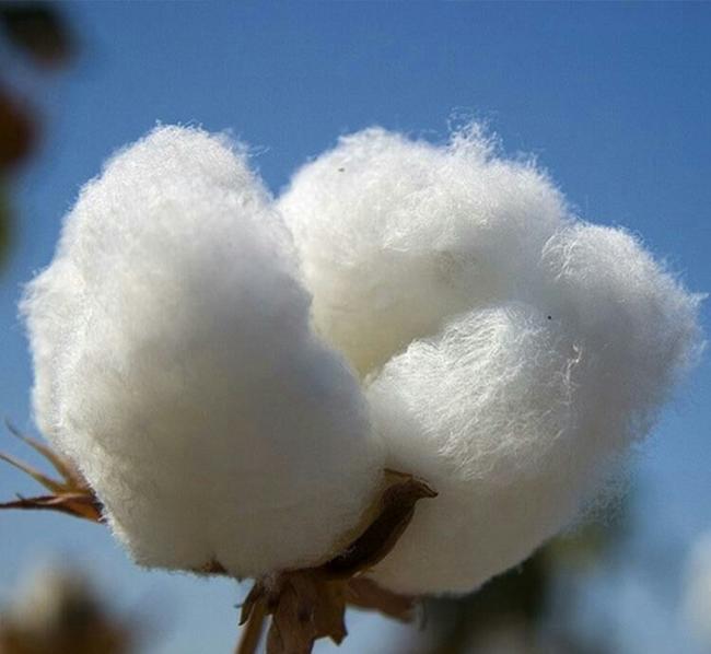 新疆棉花事件起因是什么_BCI是什么意思