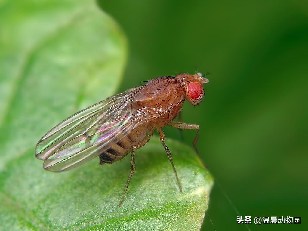 果蝇是什么_果蝇的繁殖能力