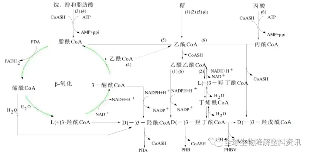 phb是什么_PHA的发展史