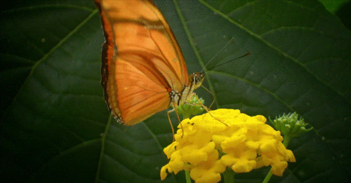 蝴蝶辨别食物味道用的是哪个部位_蝴蝶的舌头在哪里