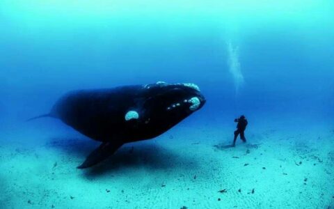 鲸鱼一分钟的心跳是多少下_心跳和寿命有关系吗