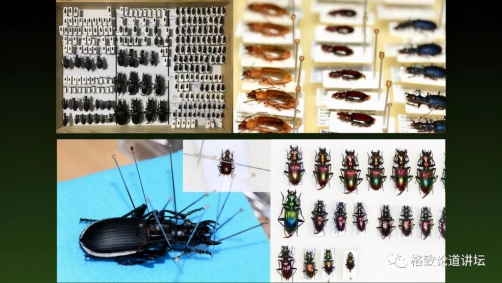 步甲昆虫的生活习性有何特点_昆虫分类学家的工作