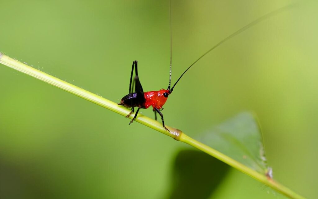 步甲昆虫的生活习性有何特点_昆虫分类学家的工作