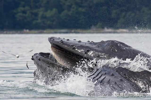 虎鲸为什么怕座头鲸 虎鲸怕座头鲸原因