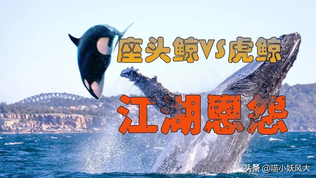 虎鲸为什么怕座头鲸 虎鲸怕座头鲸原因