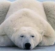 冬眠的动物有哪些_冬眠的动物介绍