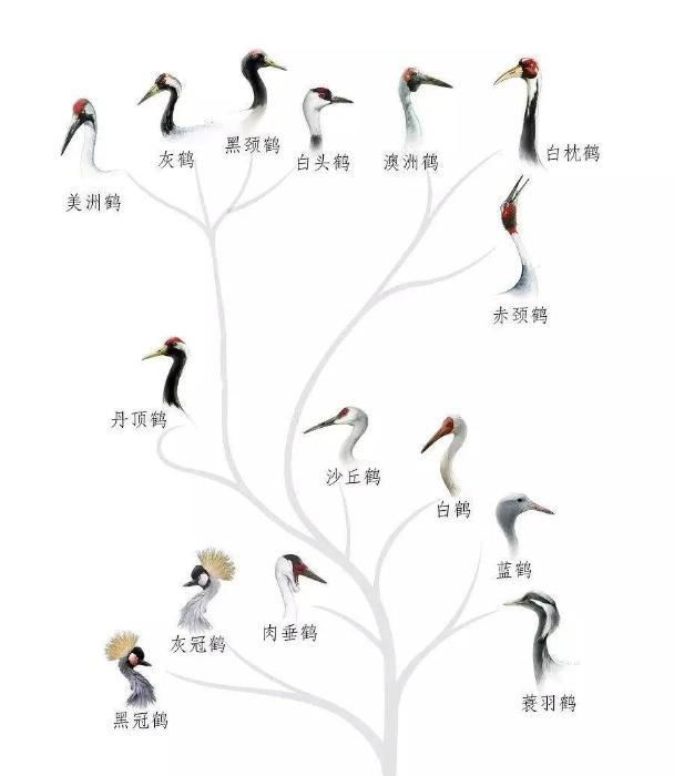 鹤是生长在什么地方_沙丘鹤主要分布