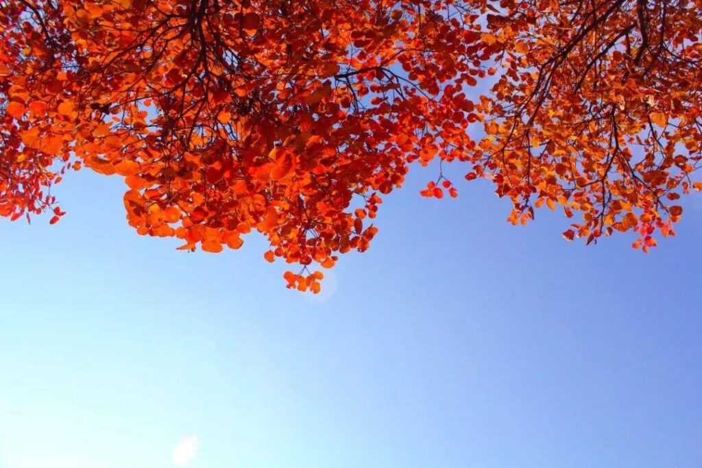 形容秋天的词语_描写秋天的古诗词