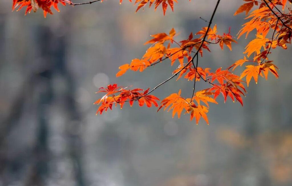 形容秋天的词语_描写秋天的古诗词