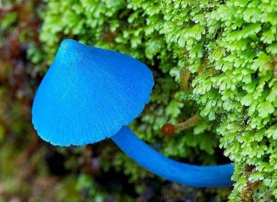 吃下炫蓝蘑菇可以让眼睛变蓝吗_野外我们如何识别毒蘑菇