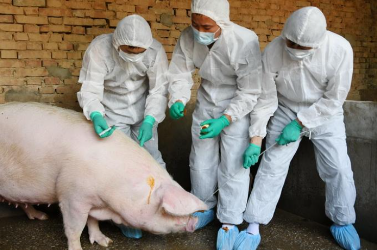 猪流感是猪引起的吗_病毒特征传播方式临床症状