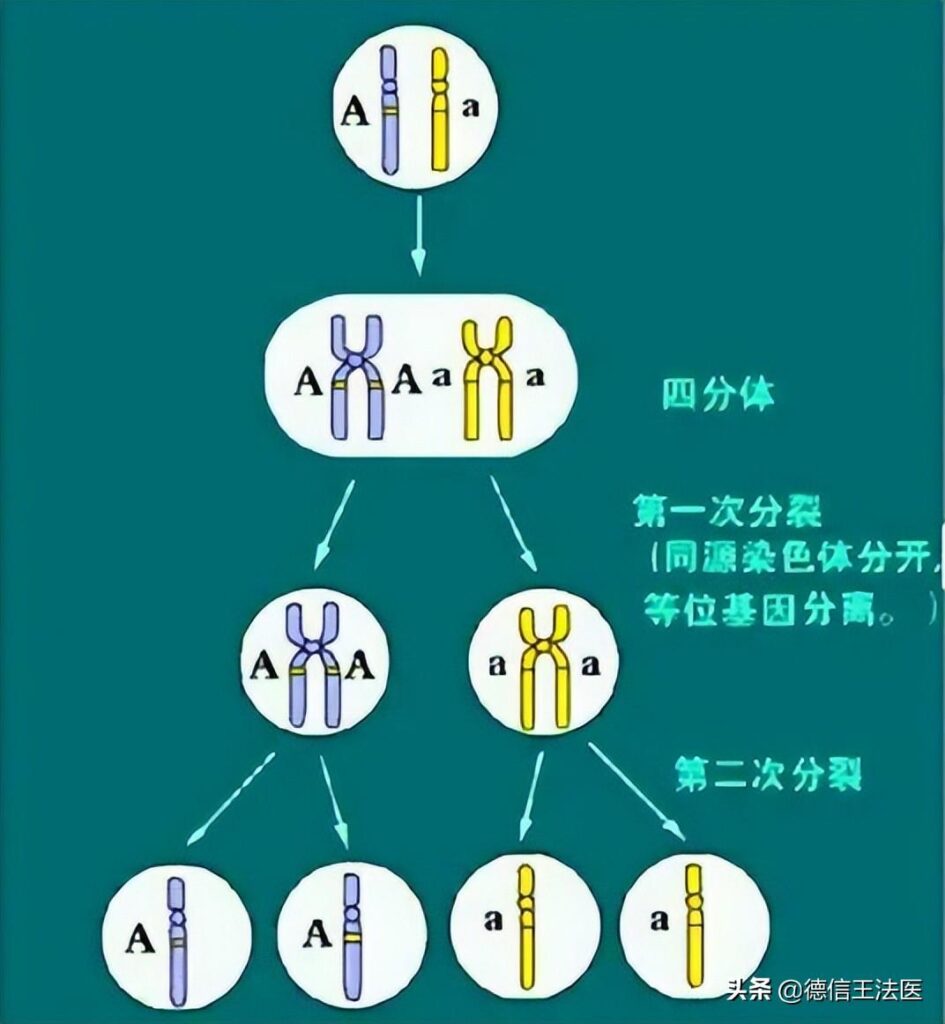 什么叫等位基因_等位基因有什么特性