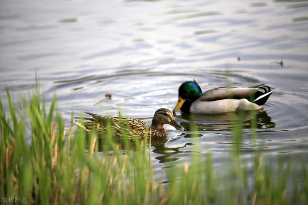 春江水暖鸭先知的意思是什么_为什么春江的水暖和了是鸭子先知道