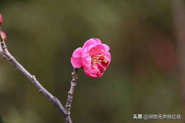 春天在哪里歌词完整版_歌曲配图