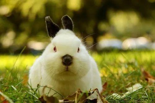 宠物兔怎么养_兔子磨牙怎么办