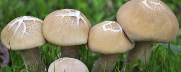 蘑菇的种植方法_蘑菇种植步骤