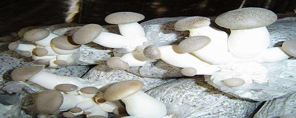 蘑菇的种植方法_蘑菇种植步骤