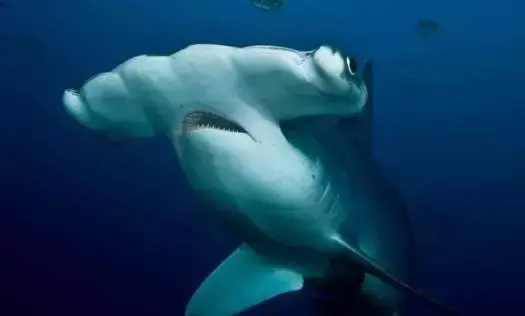 鲨鱼是怎样进行呼吸的_鲨鱼和其他鱼类是如何呼吸的