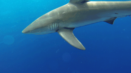 鲨鱼是怎样进行呼吸的_鲨鱼和其他鱼类是如何呼吸的