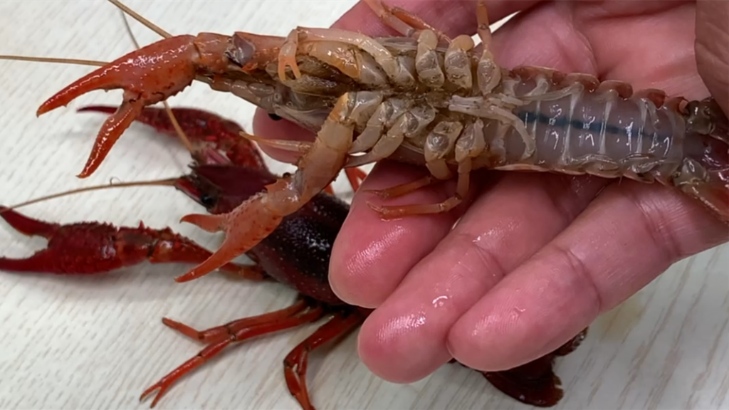 龙虾怎么清理才能干净_清洗龙虾的小技巧