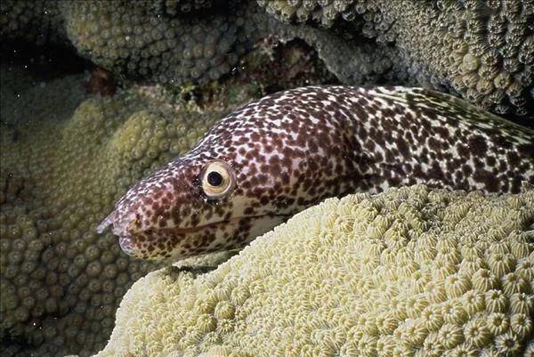 海鳗资料解释_海鳗的进食方式