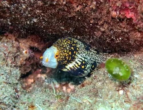 海鳗资料解释_海鳗的进食方式