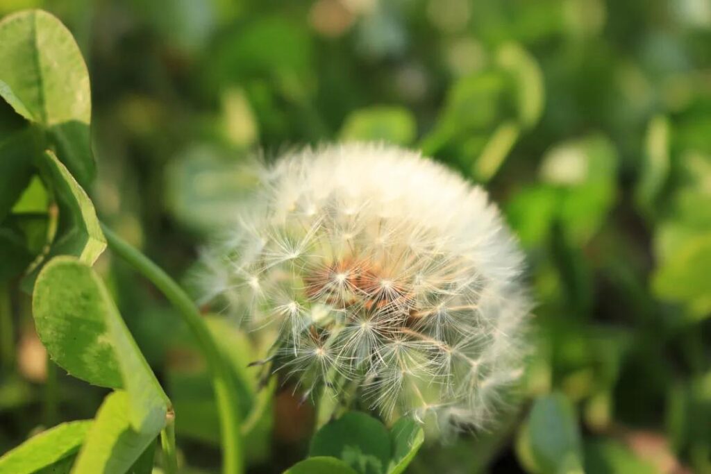 各种花开的时间_植物开花生物钟