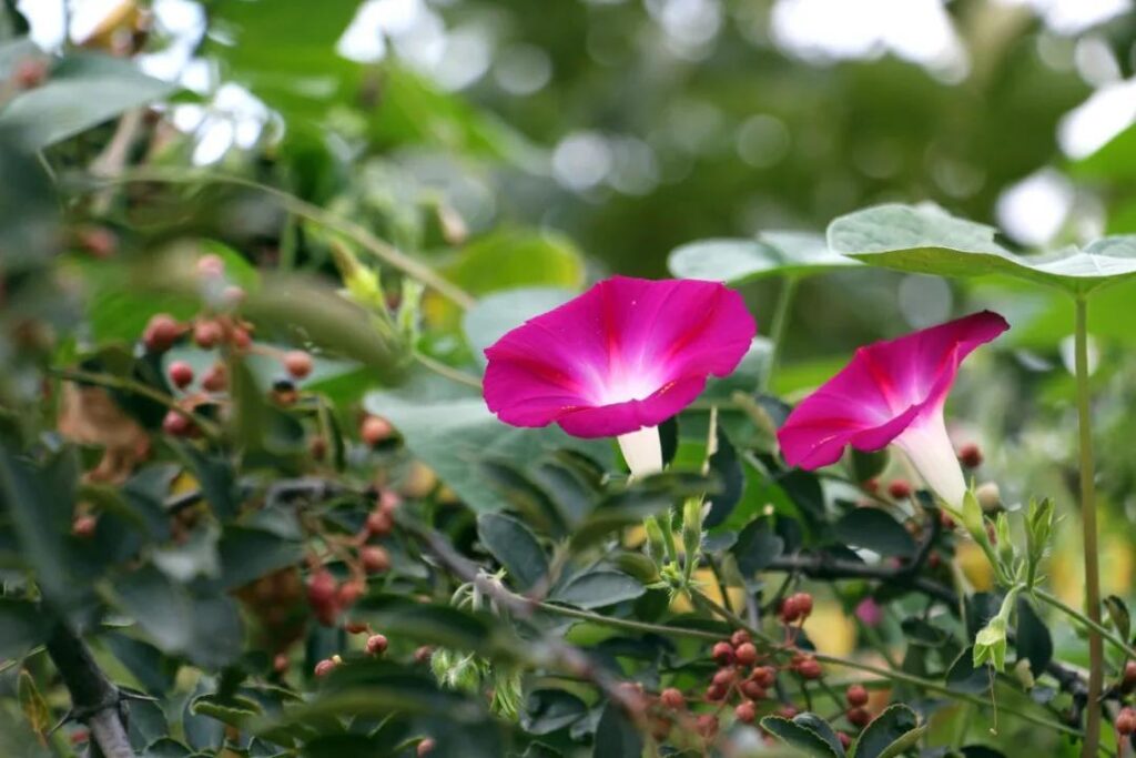 各种花开的时间_植物开花生物钟