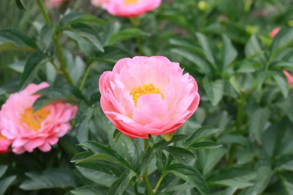 各种花开的时间_植物开花生物钟