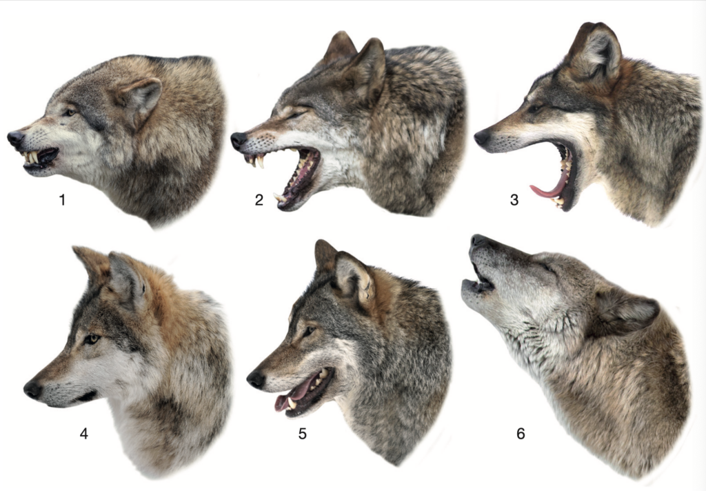 关于狼的资料_分类和演化