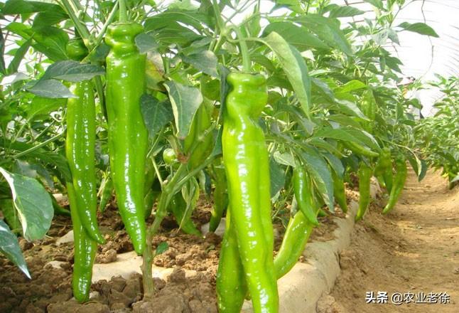 辣椒的生长特性是怎样的_影响辣椒产量的因素