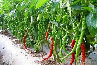 辣椒的生长特性是怎样的_影响辣椒产量的因素